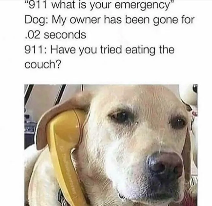 Dog talking on a phone with a worried expression, humorously capturing funny dog memes about separation anxiety.