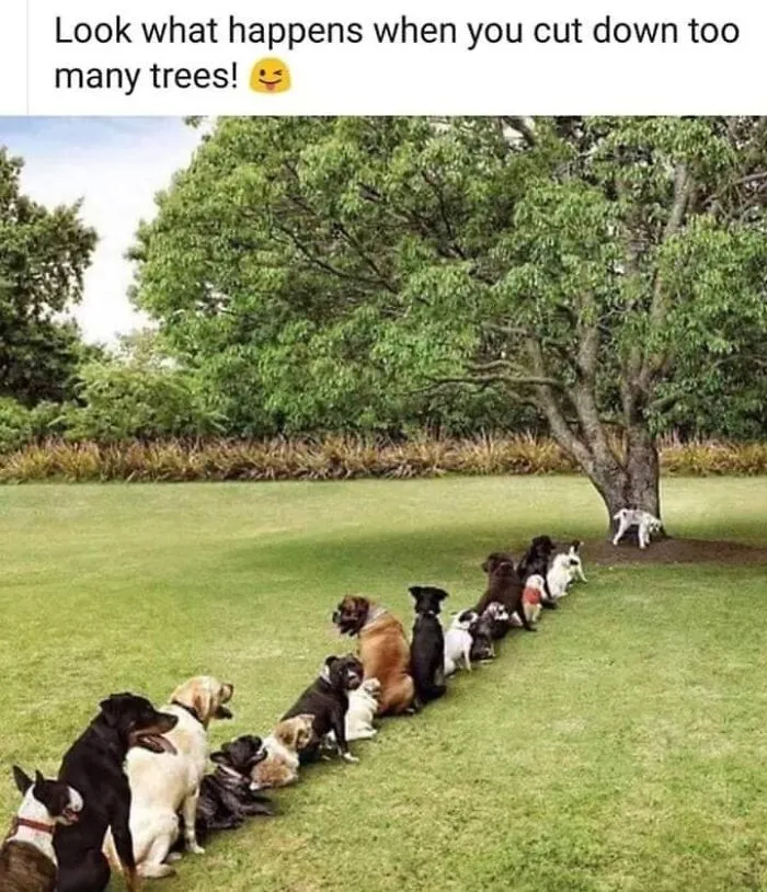 A line of dogs waiting to pee on a tree, illustrating a funny dog meme about cutting down too many trees in a park.