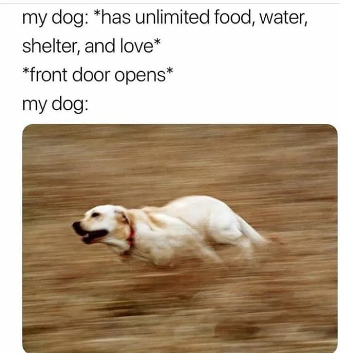 A fast-running dog excitedly dashes outside despite having unlimited food, water, shelter, and love, dog memes humor.