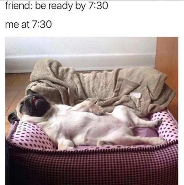 Pug dog lying relaxed on a bed with a blanket, illustrating one of the funniest dog memes for humor and pet lovers.