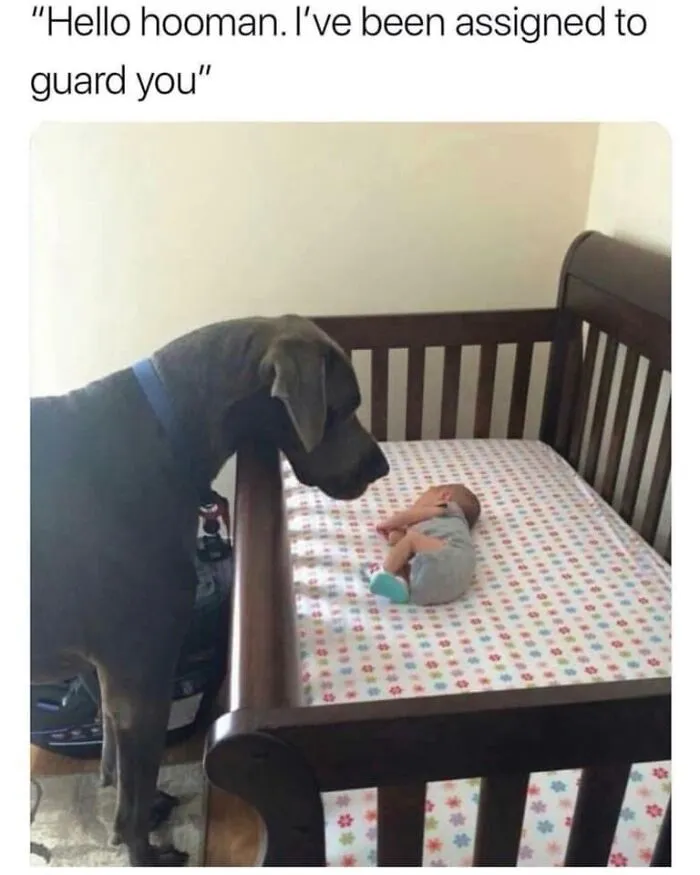 Guardian On Duty