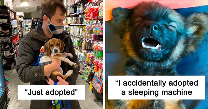 40 Of The Most Wholesome Rescue Pet Photos Of The Month (November Edition)