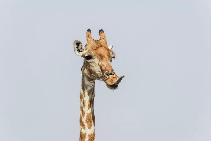 Cheeky Giraffe