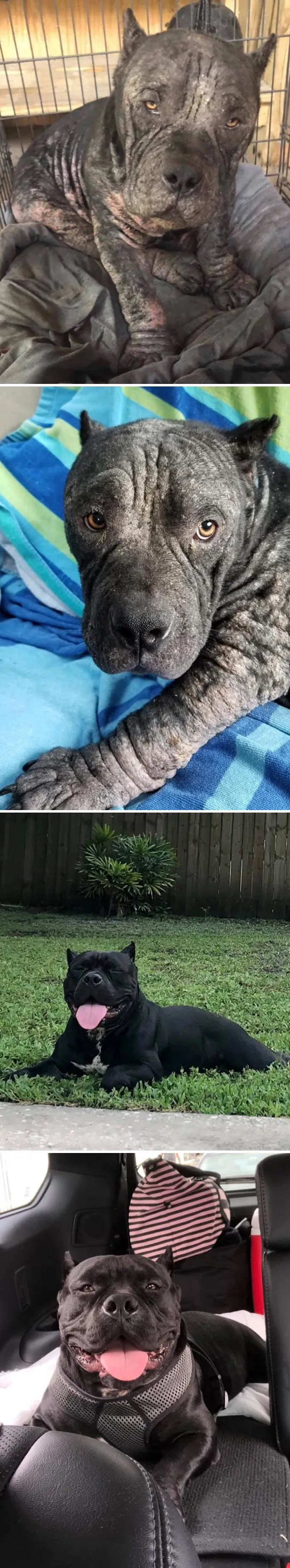 People Are Sharing How Their Pets Have Changed In A Wholesome "Then And Now" Challenge (30 Pics)