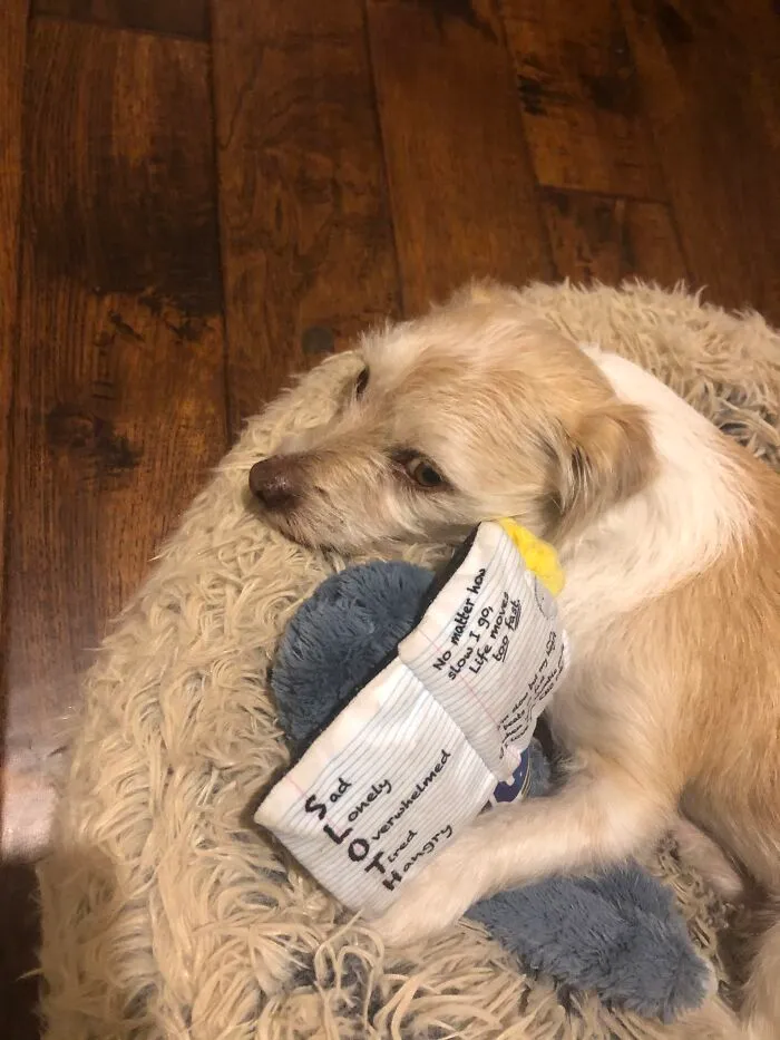 He Loves His Toy