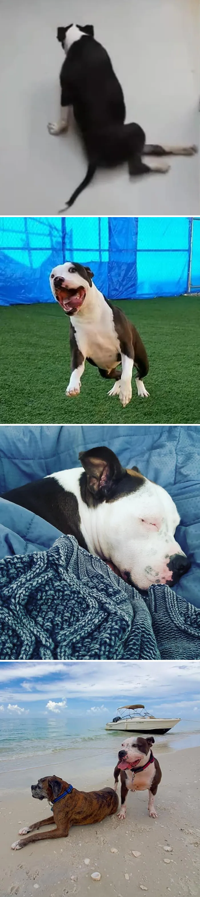 People Are Sharing How Their Pets Have Changed In A Wholesome "Then And Now" Challenge (30 Pics)