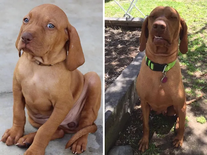 People Are Sharing How Their Pets Have Changed In A Wholesome "Then And Now" Challenge (30 Pics)