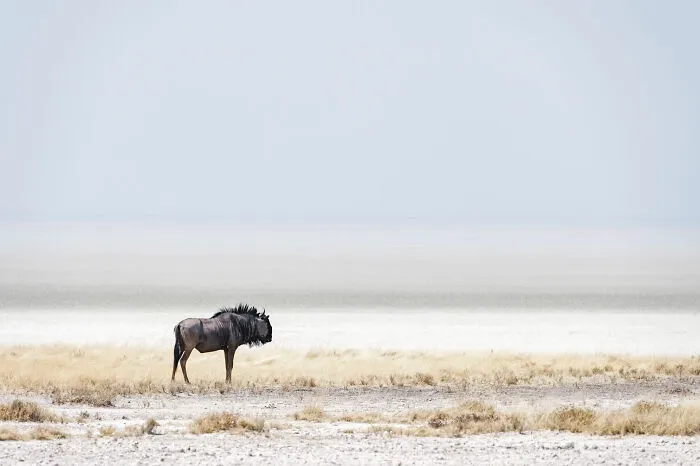Blue Wildebeest Edge Of Pan