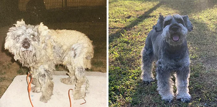 People Are Sharing How Their Pets Have Changed In A Wholesome "Then And Now" Challenge (30 Pics)