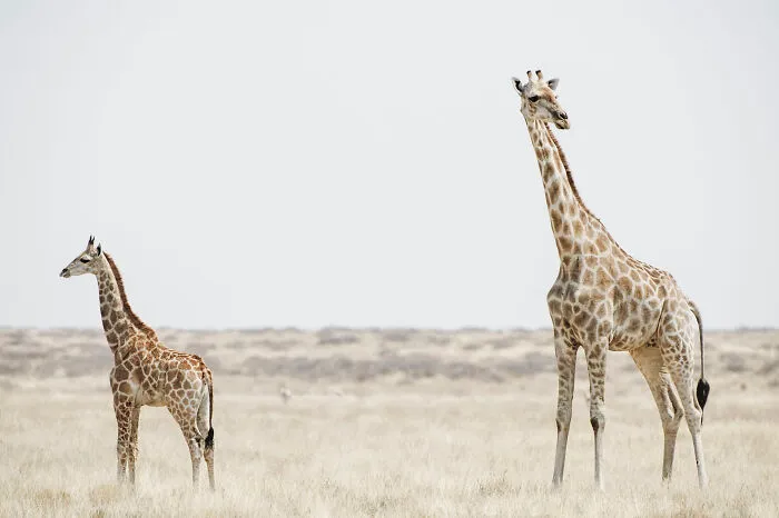 Giraffe Mother And Baby