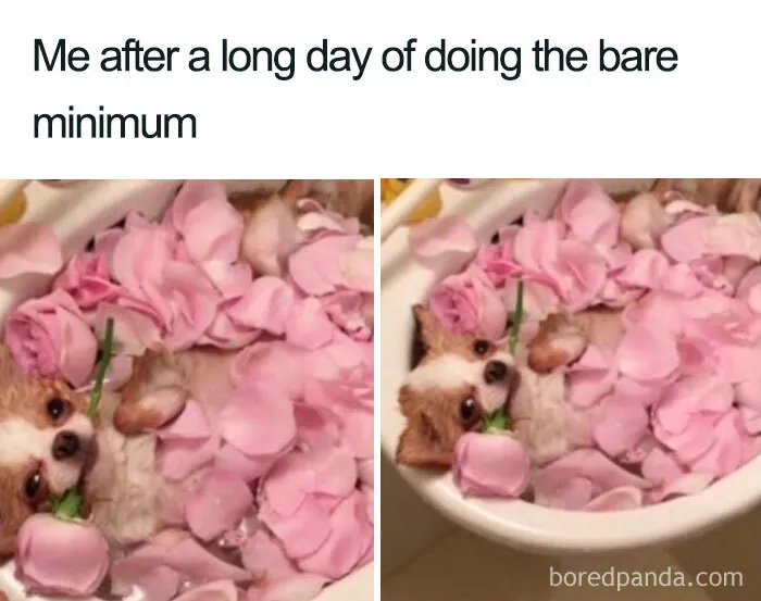 Small dog lying in a bathtub filled with pink rose petals, looking relaxed and cozy, dog memes humor concept.