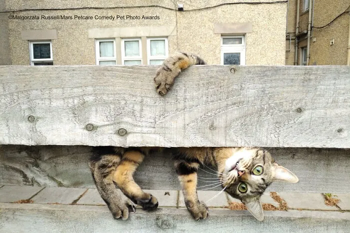 Cat Category Winner: 'Why Are You Upside Down Mum?' By Malgorzata (Gosia) Russell