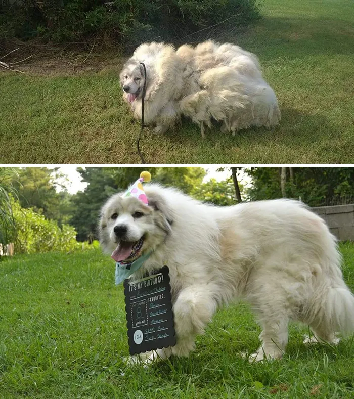 People Are Sharing How Their Pets Have Changed In A Wholesome "Then And Now" Challenge (30 Pics)