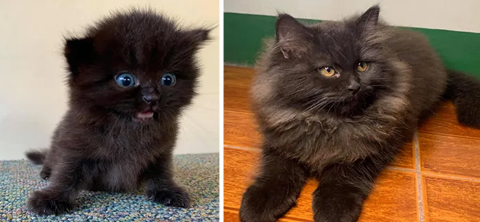 People Are Sharing How Their Pets Have Changed In A Wholesome "Then And Now" Challenge (30 Pics)