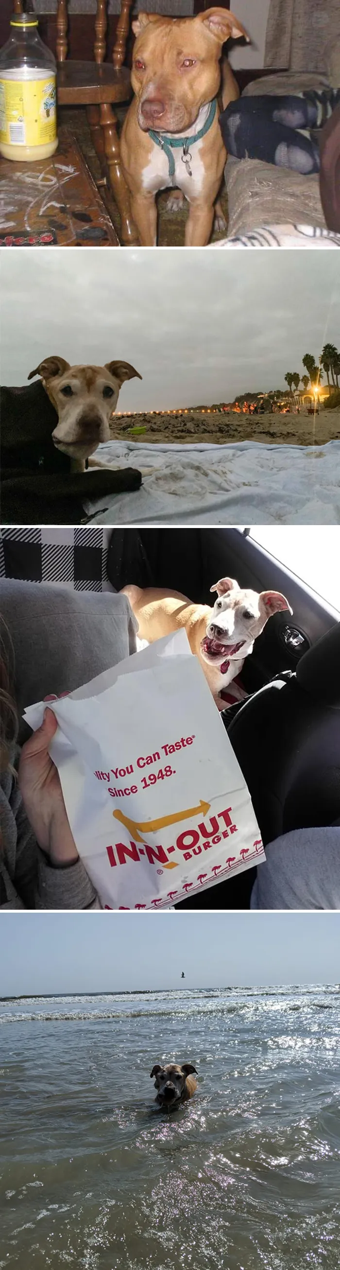 People Are Sharing How Their Pets Have Changed In A Wholesome "Then And Now" Challenge (30 Pics)