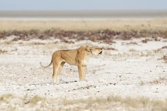 Lioness Calling