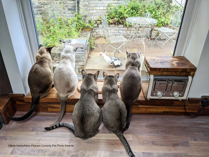 'There Goes Dinner' By Beth Noble