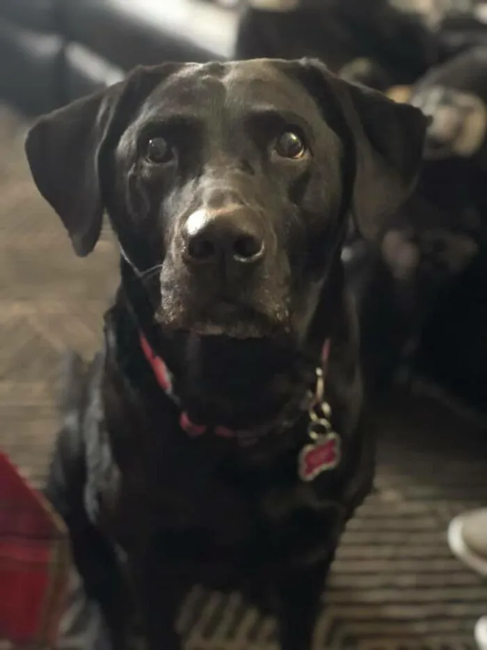 30 Of The Most Wholesome Responses To The 'Didn't Want A Dog' Challenge