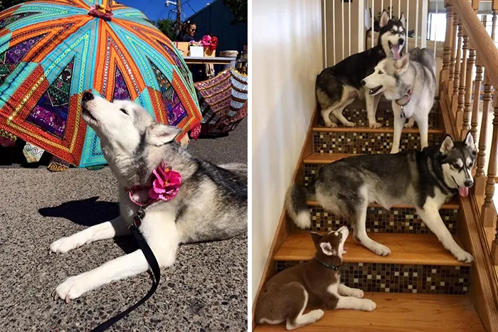 30 Of The Most Wholesome Responses To The 'Didn't Want A Dog' Challenge