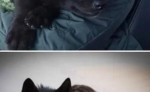 People Are Sharing How Their Pets Have Changed In A Wholesome "Then And Now" Challenge (30 Pics)