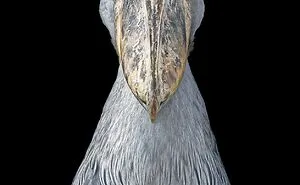 25 Portraits Of Rare And Endangered Birds That Look Simply Stunning