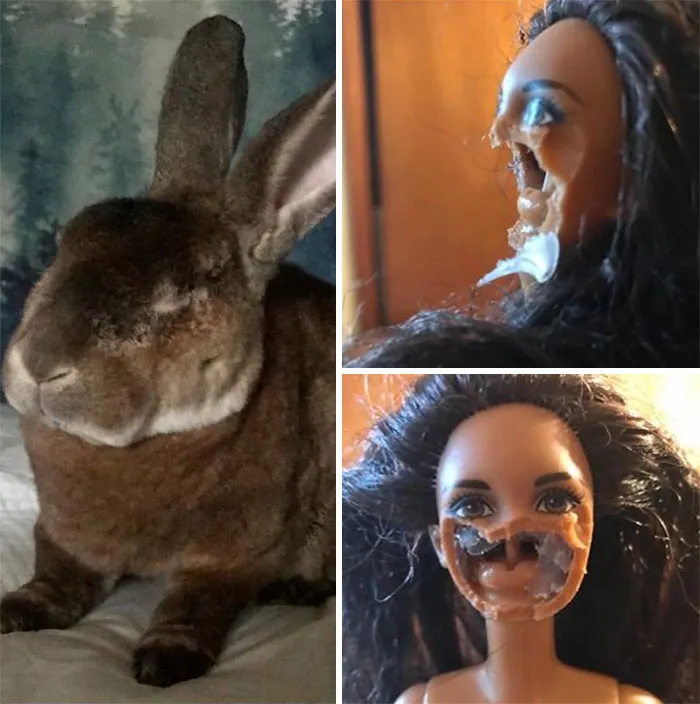 Me llamo Peter y me como las caras de las muñecas que se caen bajo la cama