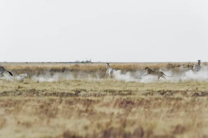 Lioness Hunting Zebra