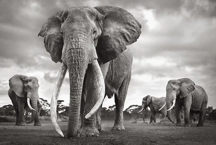 Sombras colosales: Supercolmillos de Africa oriental (1º en Naturaleza y Fauna)