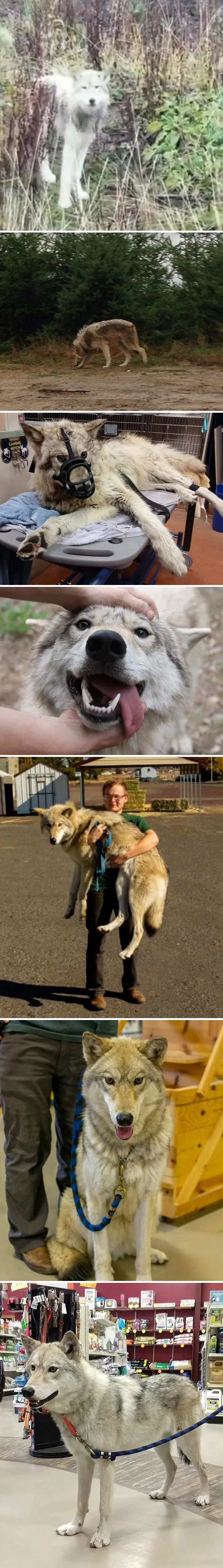 People Are Sharing How Their Pets Have Changed In A Wholesome "Then And Now" Challenge (30 Pics)