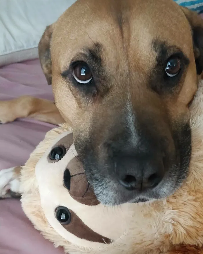 Nuestro perro rescatado no sabía lo que eran los juguetes, ahora le encantan los peluches