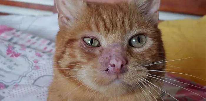 My Adopted Baby Finally Healing! Lots Of Treatment , Human Herpes Medication Being The Final Cure! I Love Him So Much