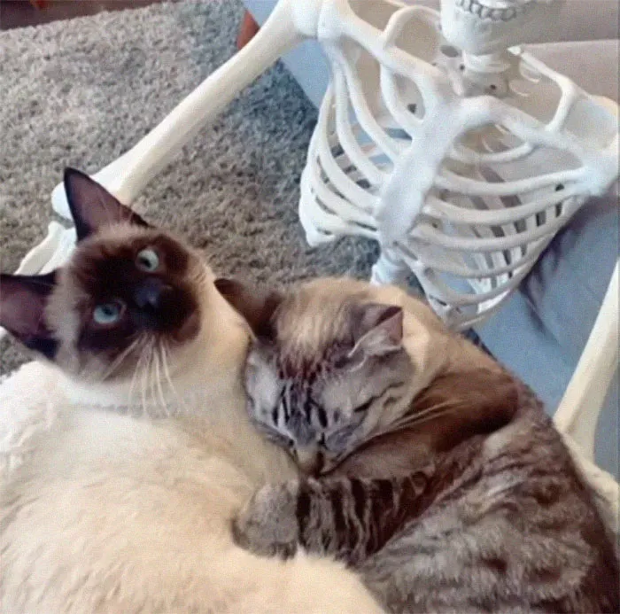 Adoptamos a un 2º gato y se ha convertido en el amigo del alma de nuestro primer gato, son inseparables