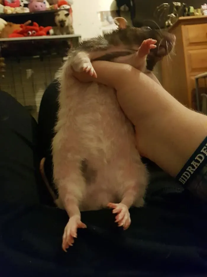 Unimpressed Rat