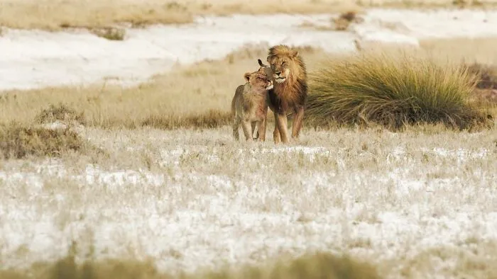 Lion And Cub
