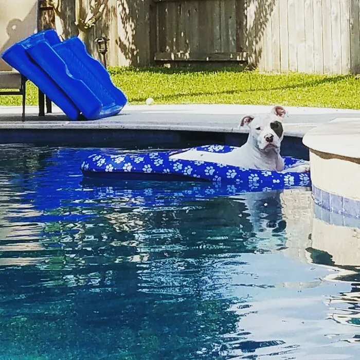 I Have Been Looking For This Boy For 30 Minutes.  I Thought Maybe He Escaped Our Back Yard... Nope He Just Getting Some Relaxing Time In The Pool Without Me!