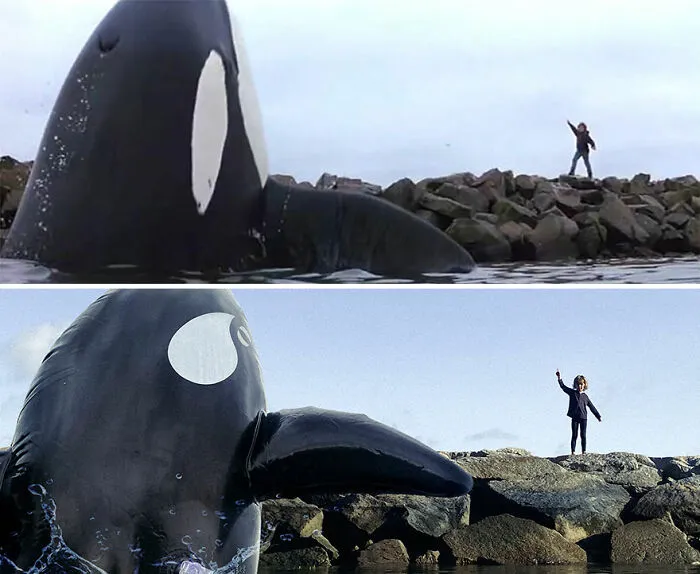 Jaws
