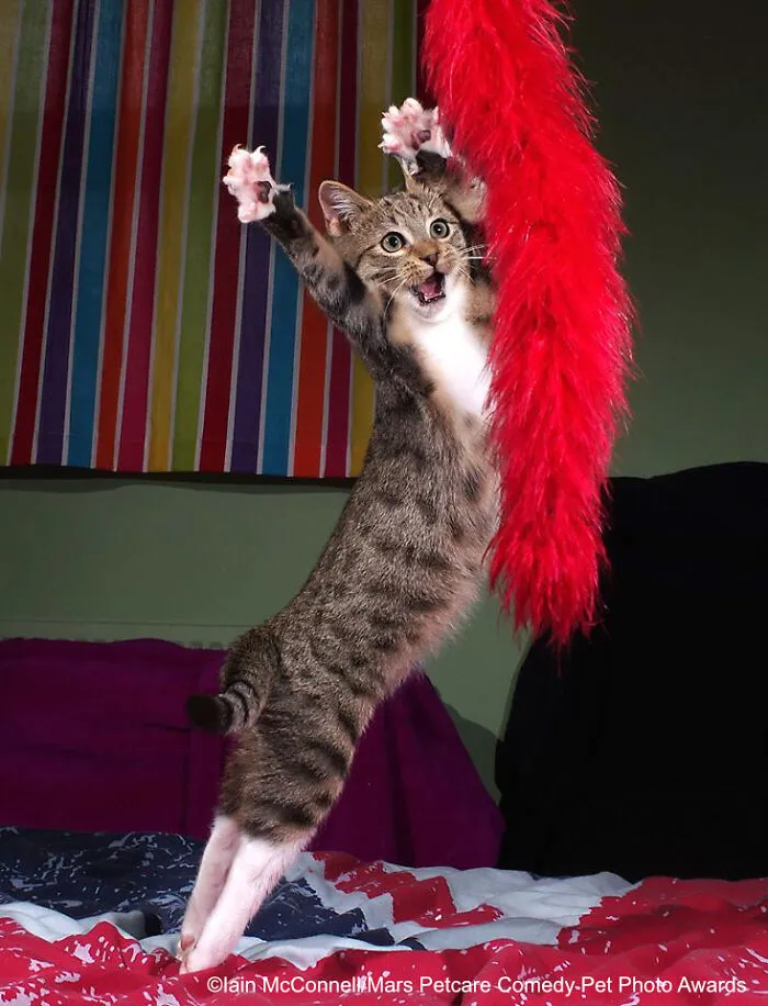 Highly Commended Winner: 'The Dancing Kitten' By Iain Mcconnell