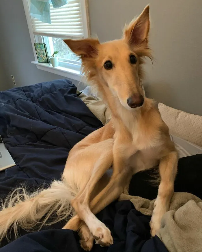 Dog With Insanely Long Legs And Neck Resembles A Giraffe (40 Pics)