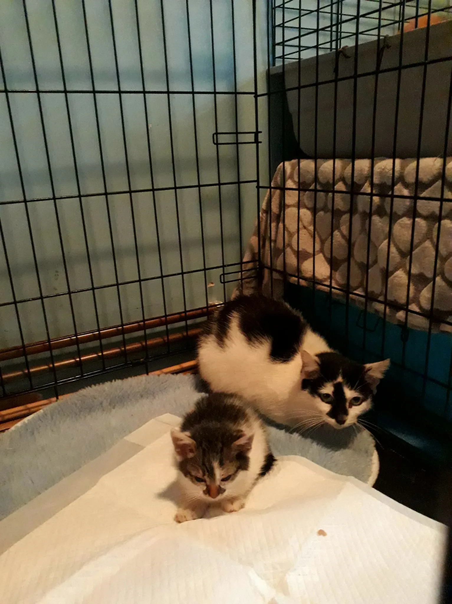 11 Cats Rescued From A Crumbling Building