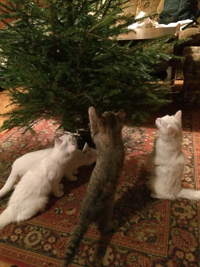 Not That Weird, But Extremely Cute!