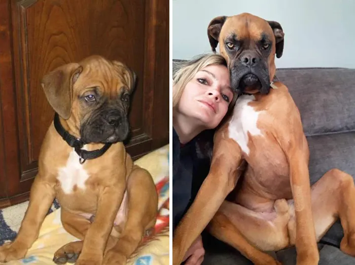 People Are Sharing How Their Pets Have Changed In A Wholesome "Then And Now" Challenge (30 Pics)