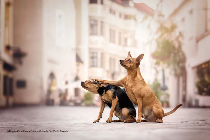 Highly Commended Winner: 'Friends Don't Let Friends Do Silly Things Alone' By Kerstin Ordelt