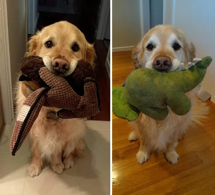 People Are Sharing How Their Pets Have Changed In A Wholesome "Then And Now" Challenge (30 Pics)