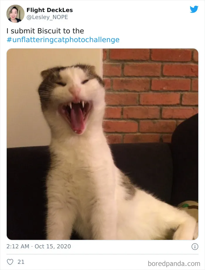 30 Of The Funniest Cat Pics That Owners Uploaded For The Unflattering Cat Photo Challenge (New Pics)