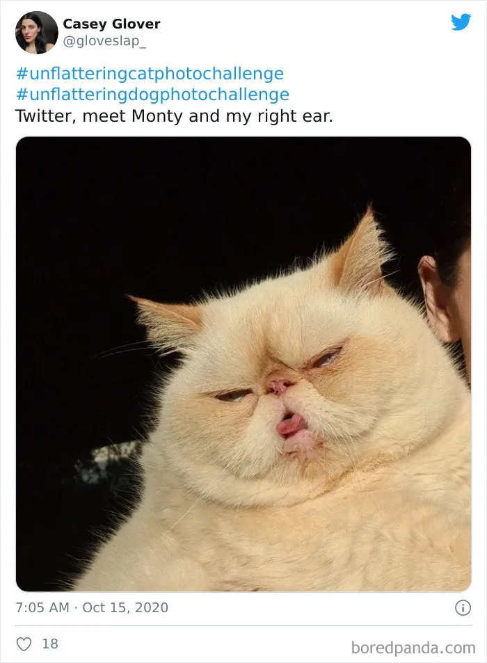 30 Of The Funniest Cat Pics That Owners Uploaded For The Unflattering Cat Photo Challenge (New Pics)