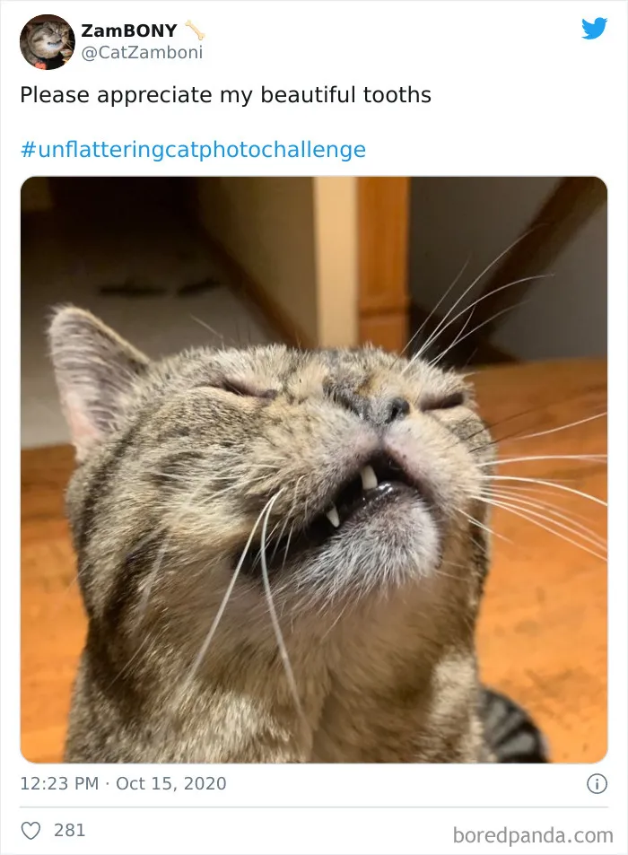 30 Of The Funniest Cat Pics That Owners Uploaded For The Unflattering Cat Photo Challenge (New Pics)