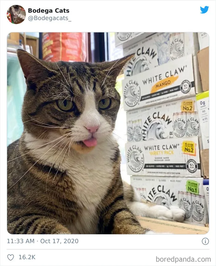 This Twitter Account Collects Photos Of Cats In Small Shops Looking Like They Own The Place (50 New Pics)