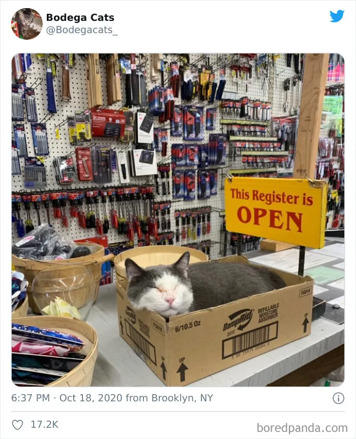 This Twitter Account Collects Photos Of Cats In Small Shops Looking Like They Own The Place (50 New Pics)