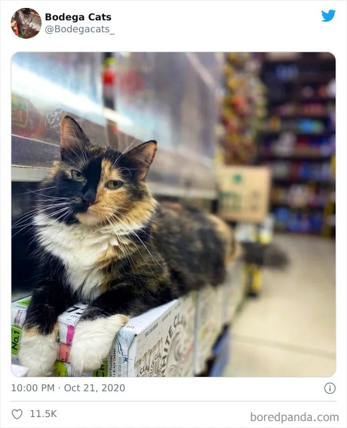 This Twitter Account Collects Photos Of Cats In Small Shops Looking Like They Own The Place (50 New Pics)