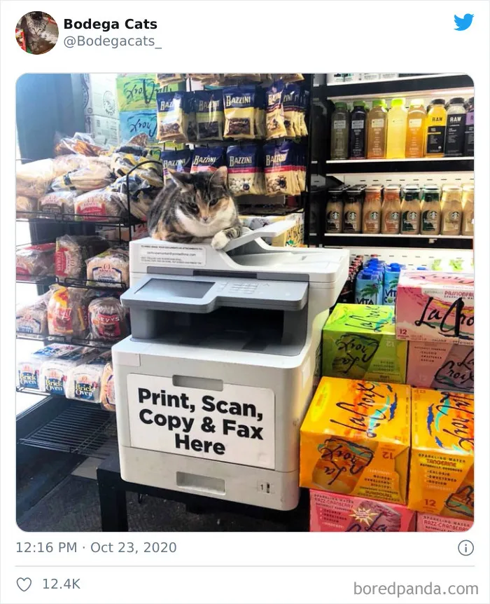 This Twitter Account Collects Photos Of Cats In Small Shops Looking Like They Own The Place (50 New Pics)